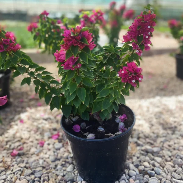⁦جمهنية مقزمة⁩ - الصورة ⁦2⁩