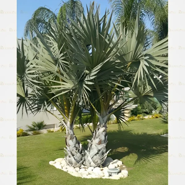 نخيل البسمارك