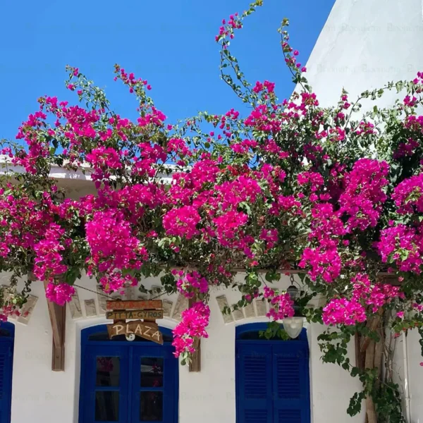 ⁦جهنمية الوان⁩ - الصورة ⁦3⁩