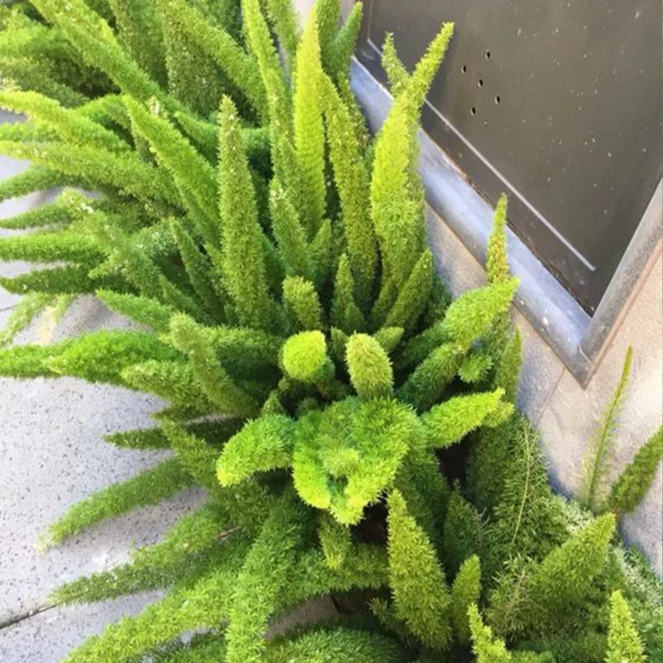 ⁦اسبرجس ( زيل القط )⁩ - الصورة ⁦4⁩